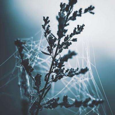 BSportAPP在线登录